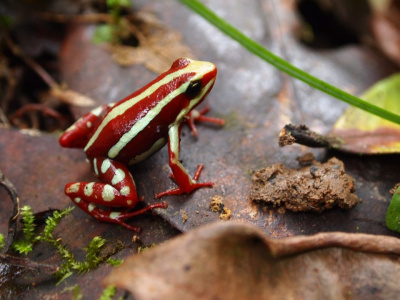 Трехцветный древолаз (Epipedobates anthonyi)